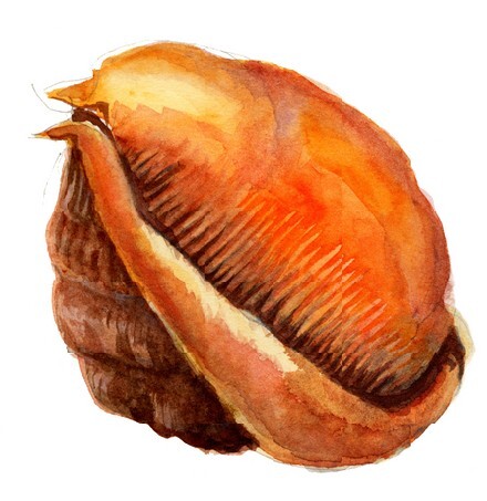 Sea Shell Isolated, pastel painting on white background